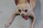Dog Mammal Canidae Dog breed Chihuahua